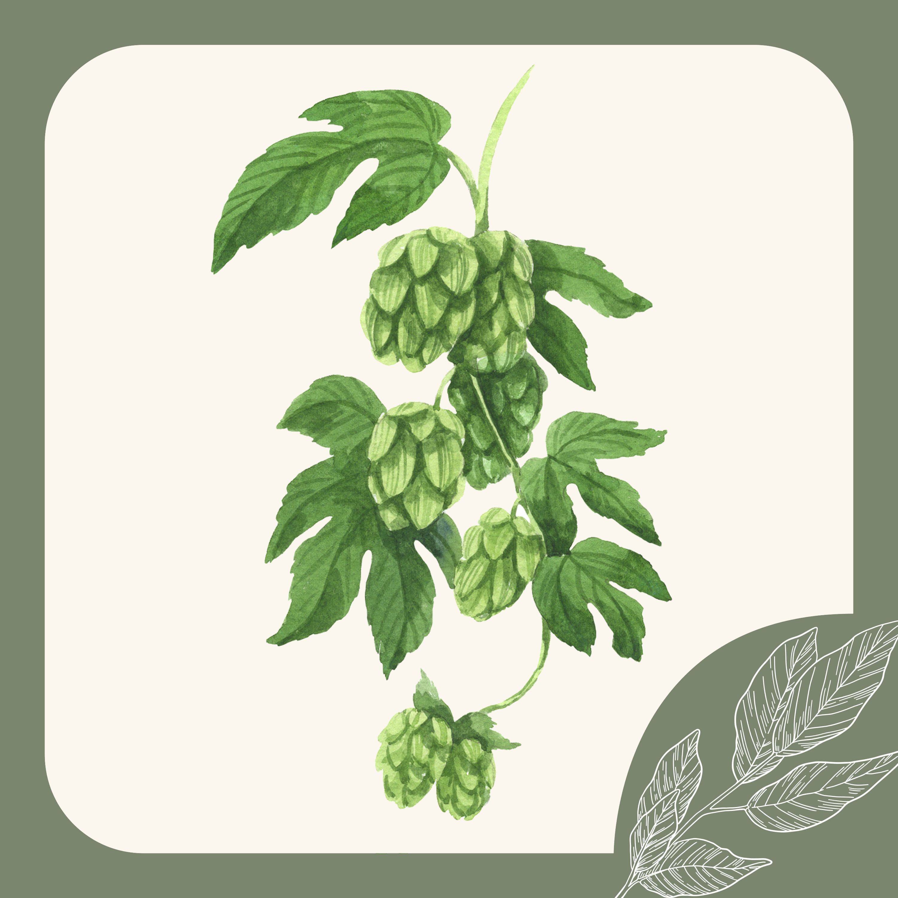 Herb Notes: The Benefits of Hops episode artwork