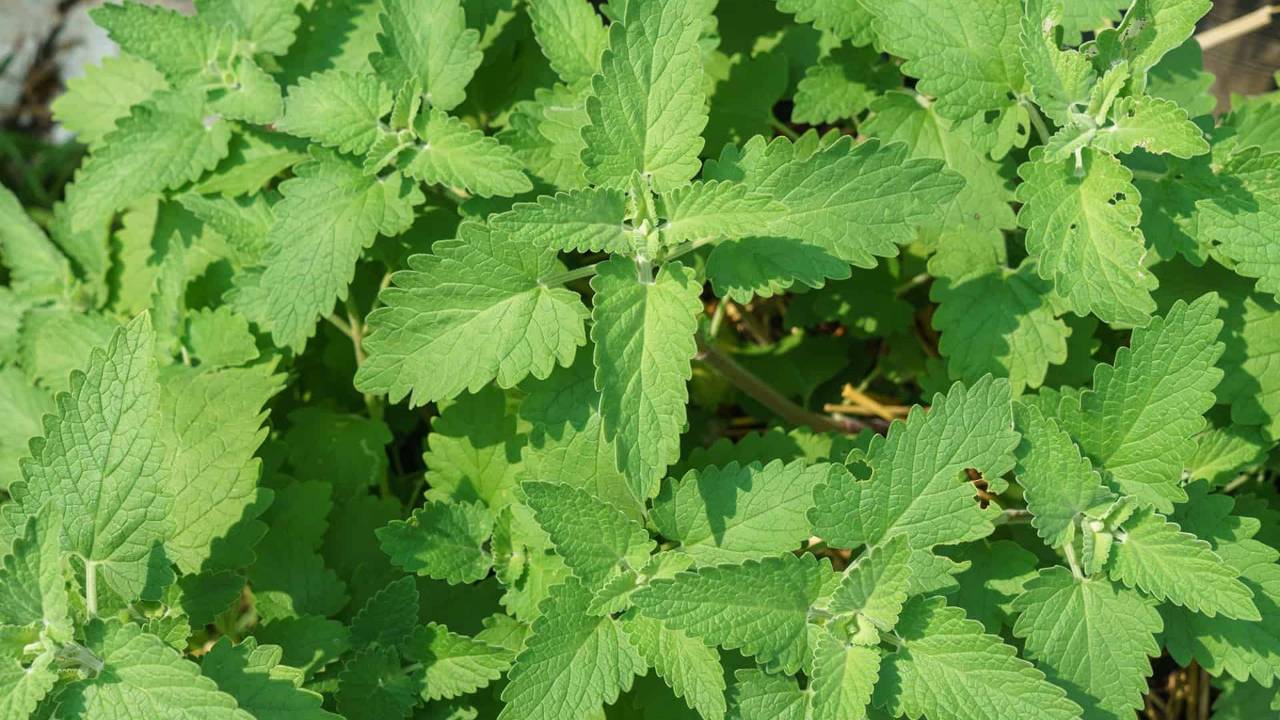 Catnip Uses and Plant Profile