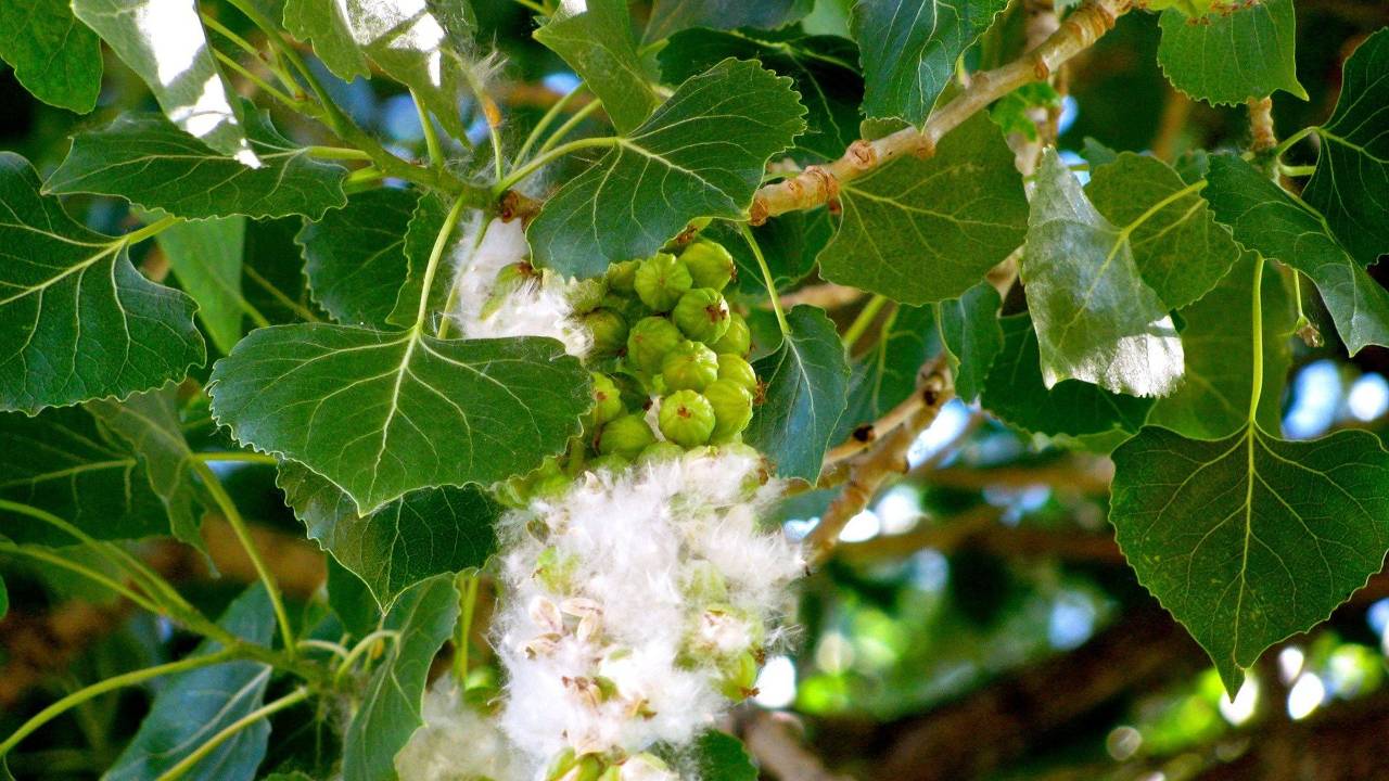 Cottonwood Uses and Plant Monograph