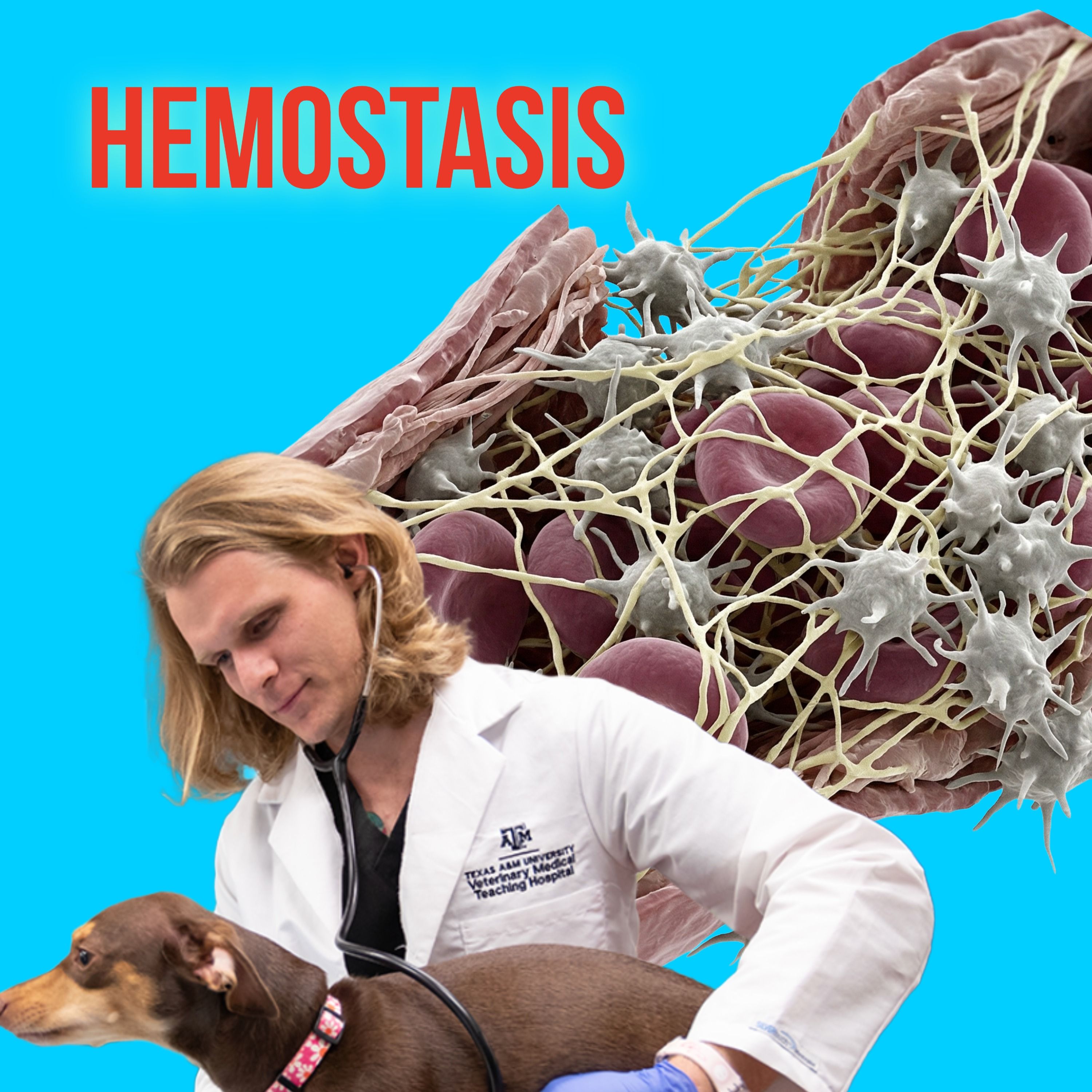 Episode 19: Hemostasis episode artwork