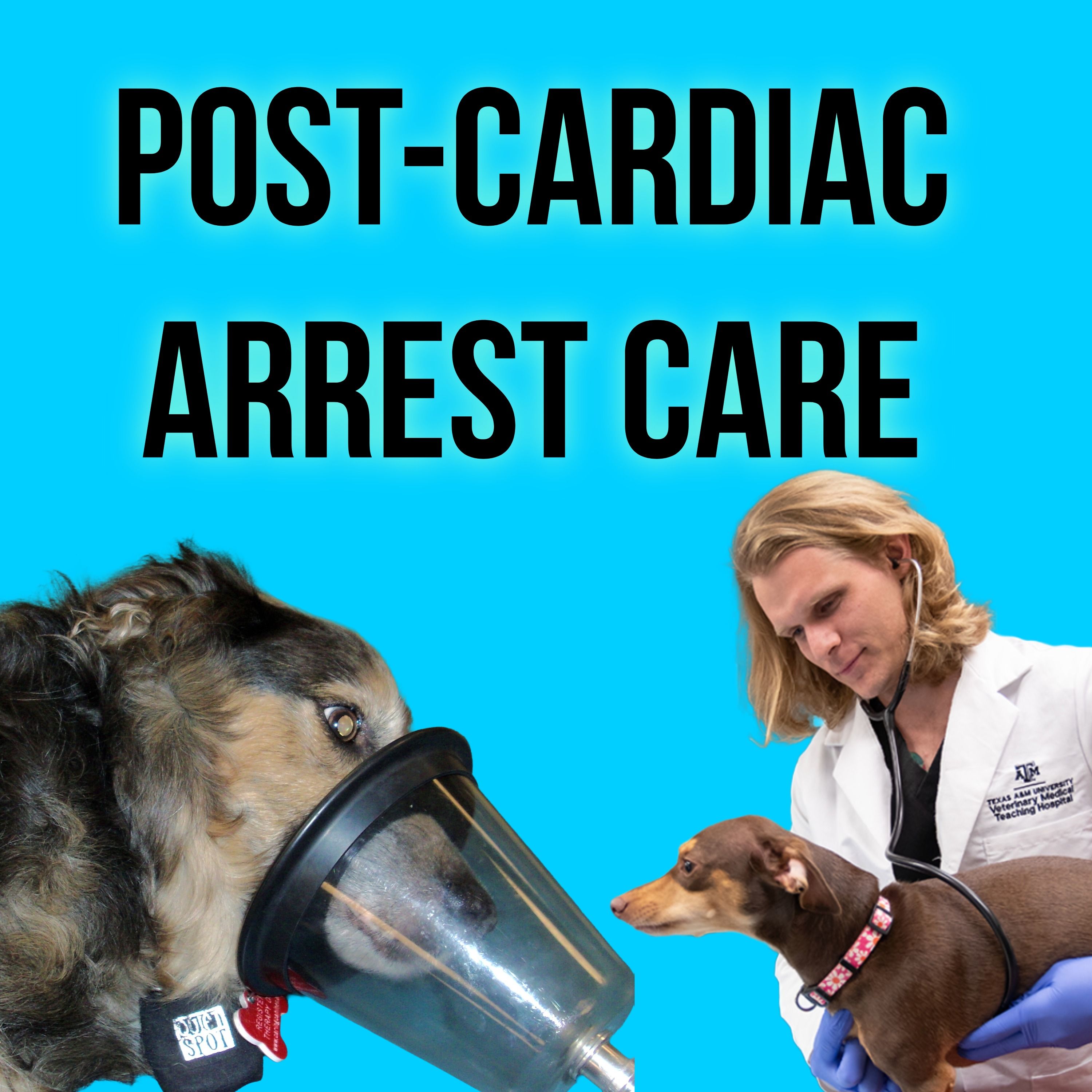 Episode 22: Post-Cardiac Arrest Care in Dogs and Cats episode artwork