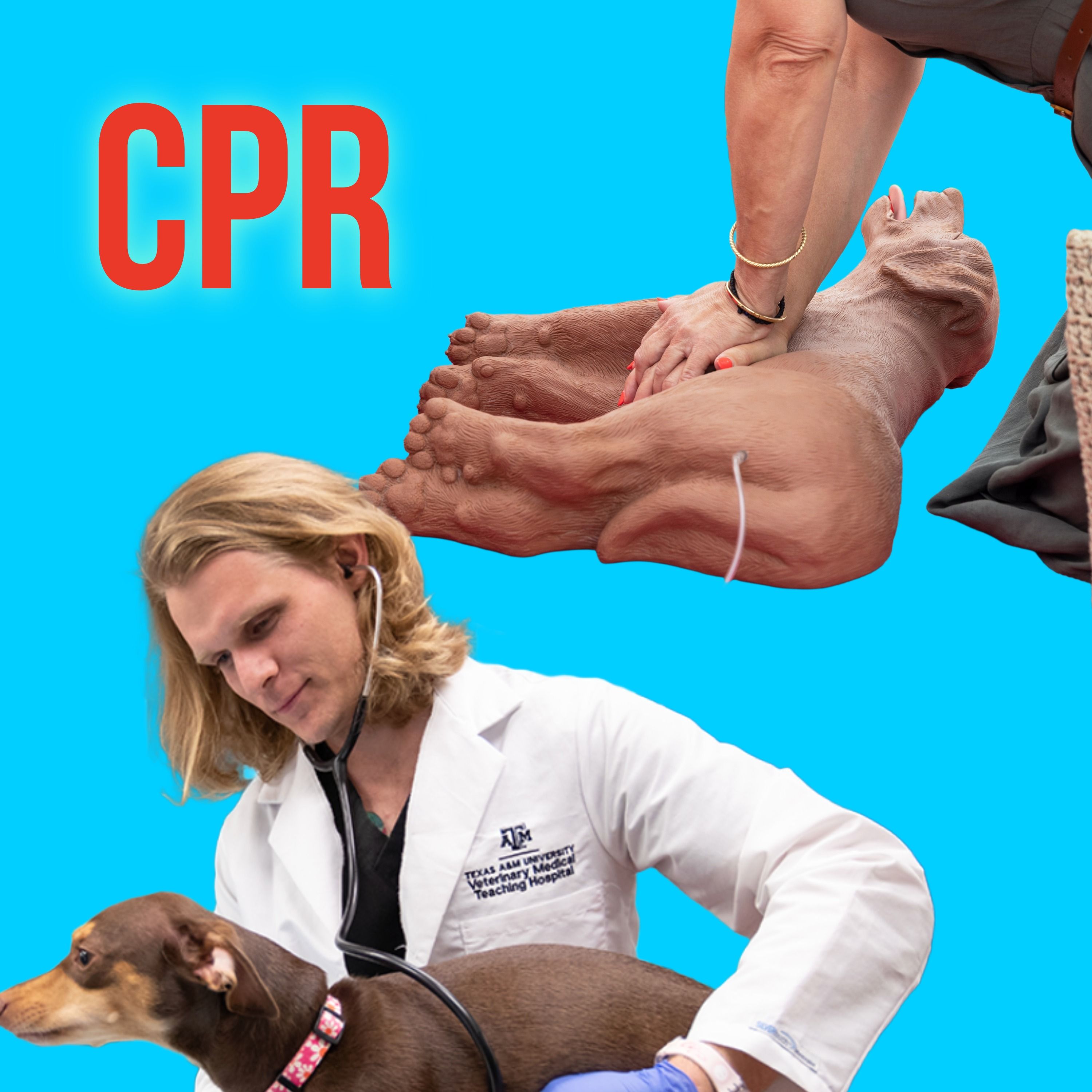 Episode 21: Cardiopulmonary resuscitation in dogs and cats episode artwork