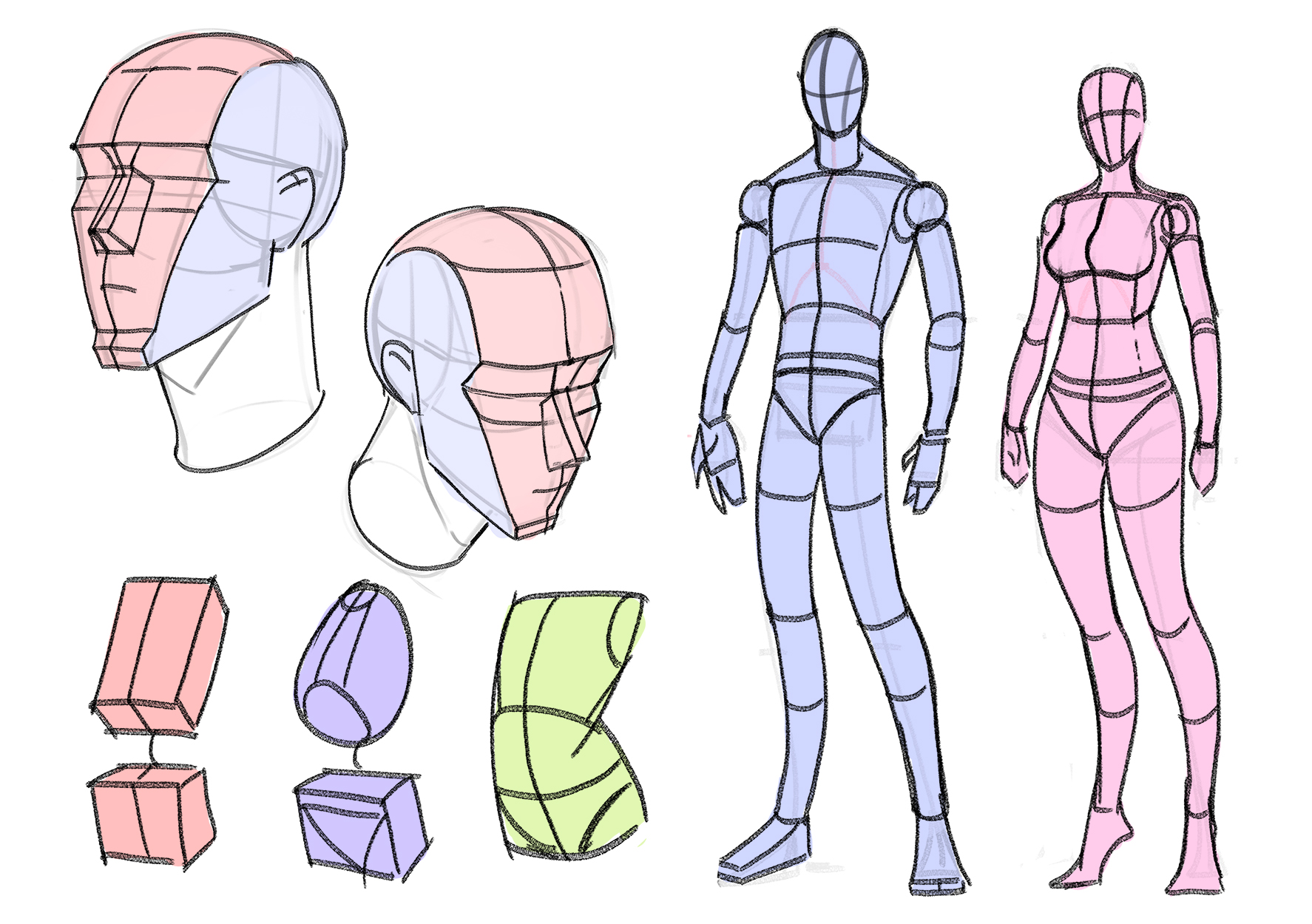 Body proportions, simple forms, and head drawing examples