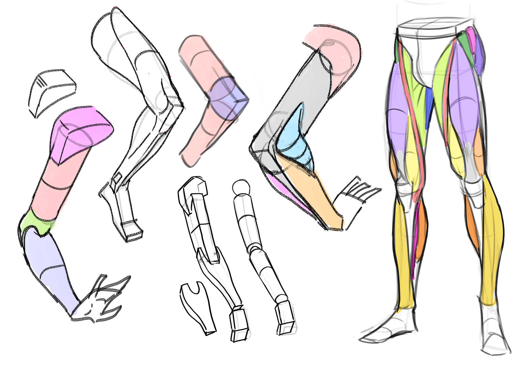 Arm and leg anatomy drawing examples