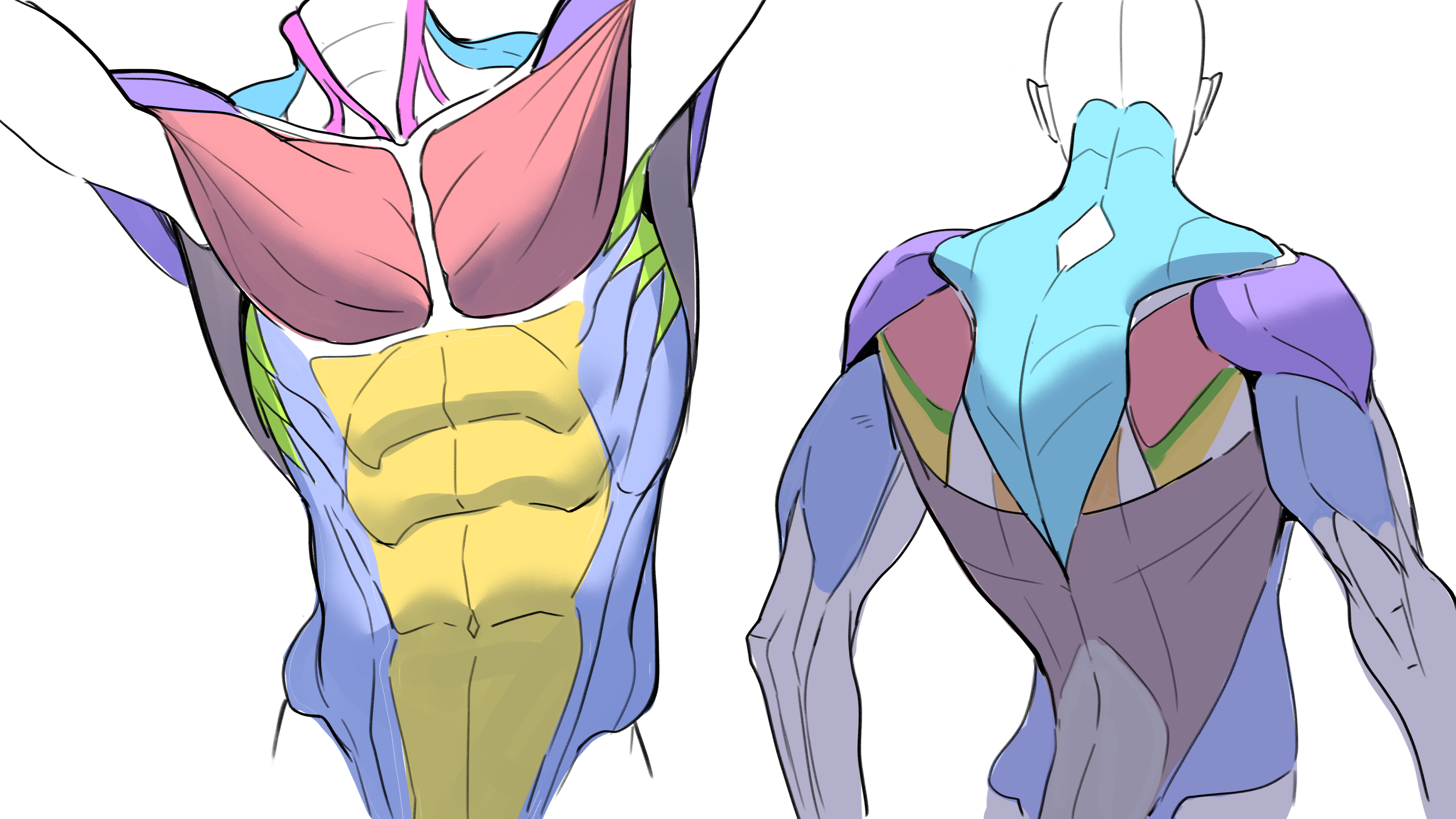 Anatomy Basics: Crash Course
