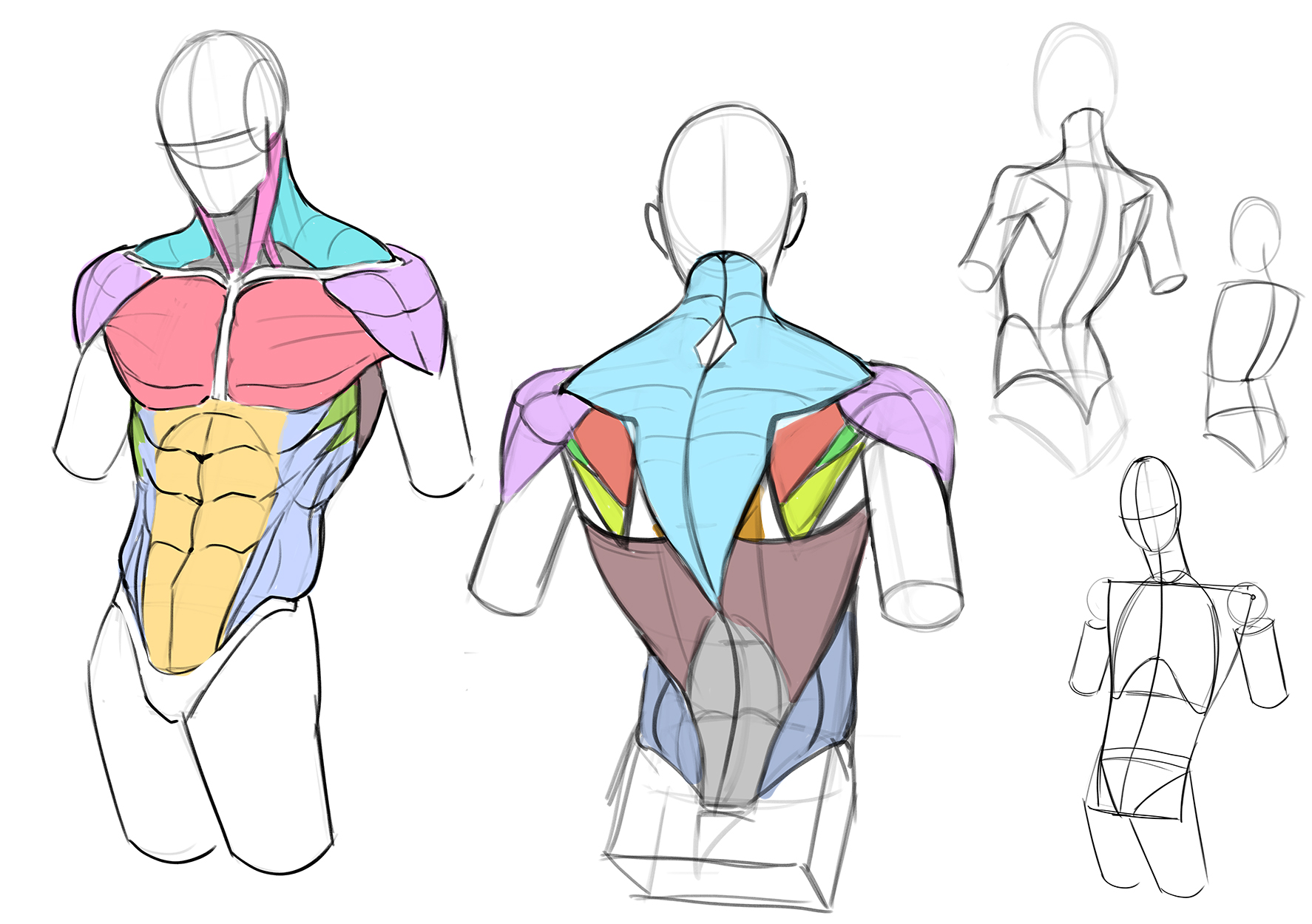 Torso and back anatomy drawing examples