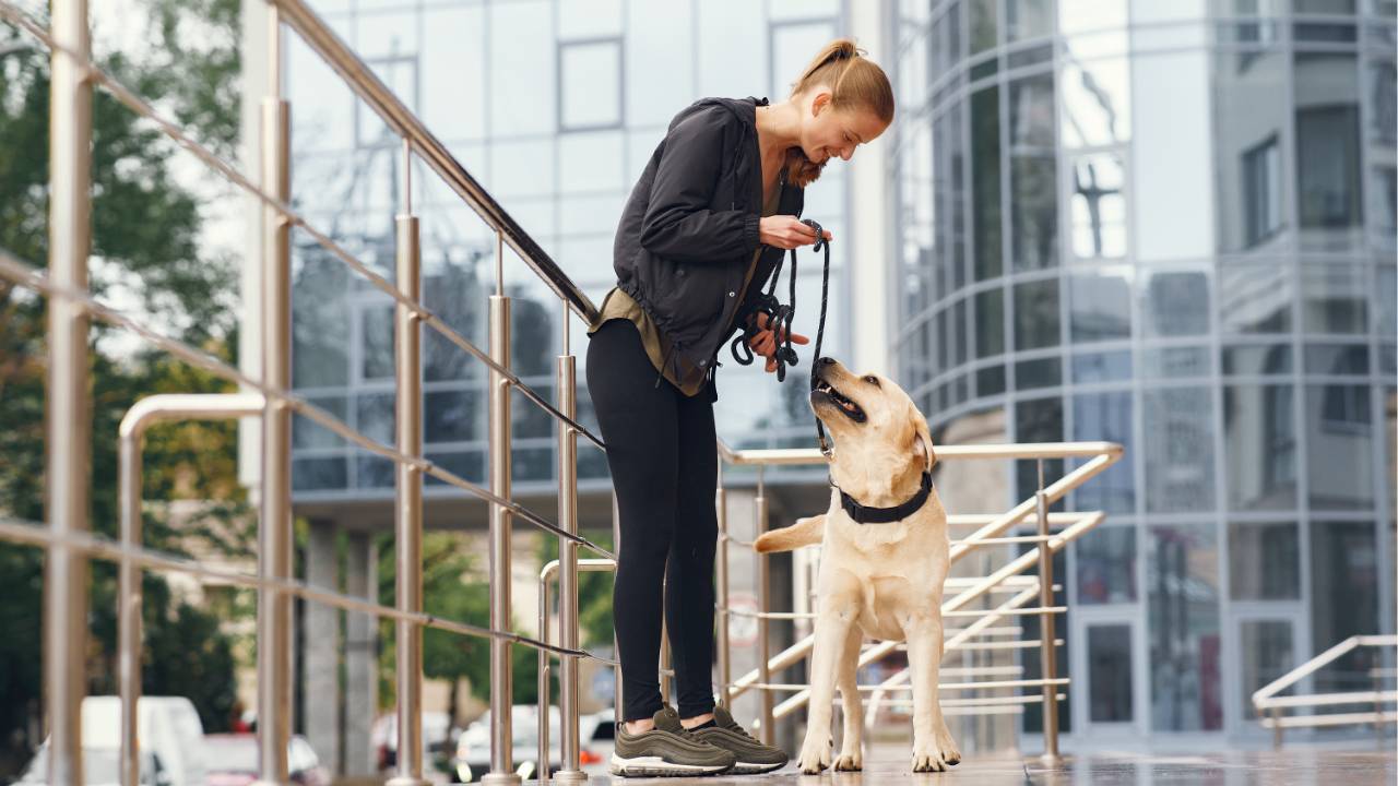 Assistance Dogs 101