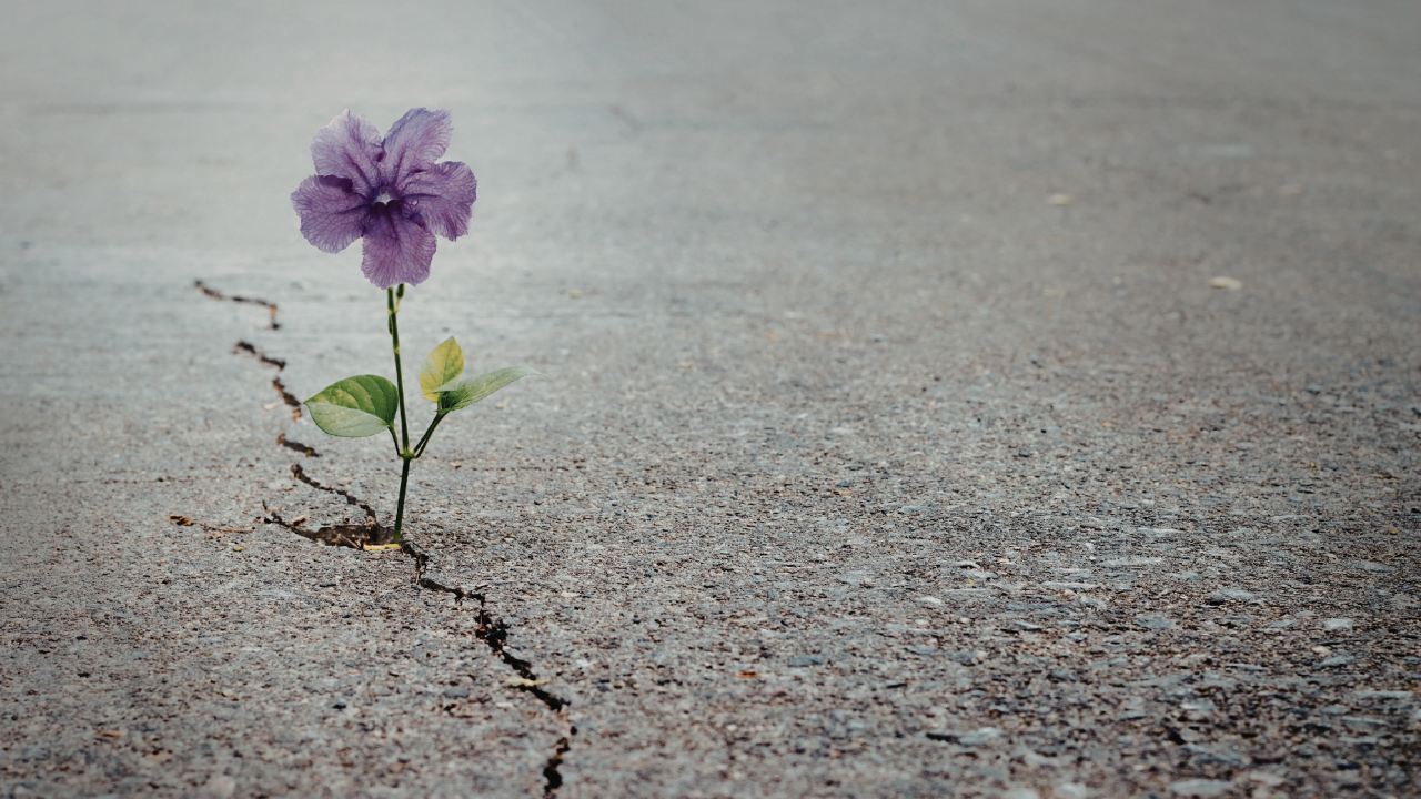 Reflections on resilience as a SEN parent