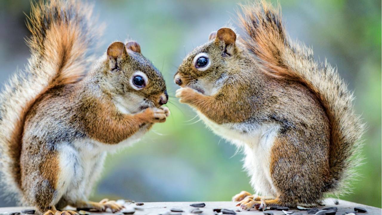 The Wisdom of the Squirrel Family: A Tale of Love, Care, and Nature’s ...