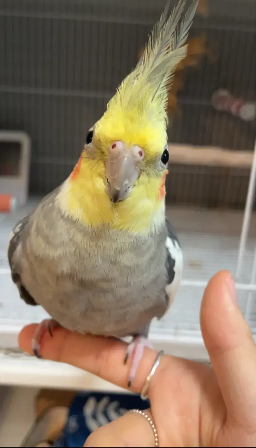 김봉수