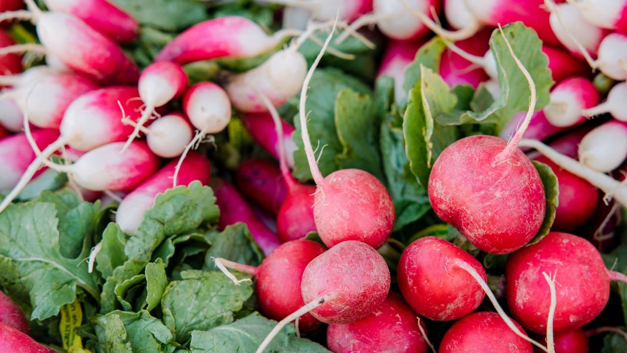 Radish Growing 101 From Seed to Harvest, Your Complete Guide