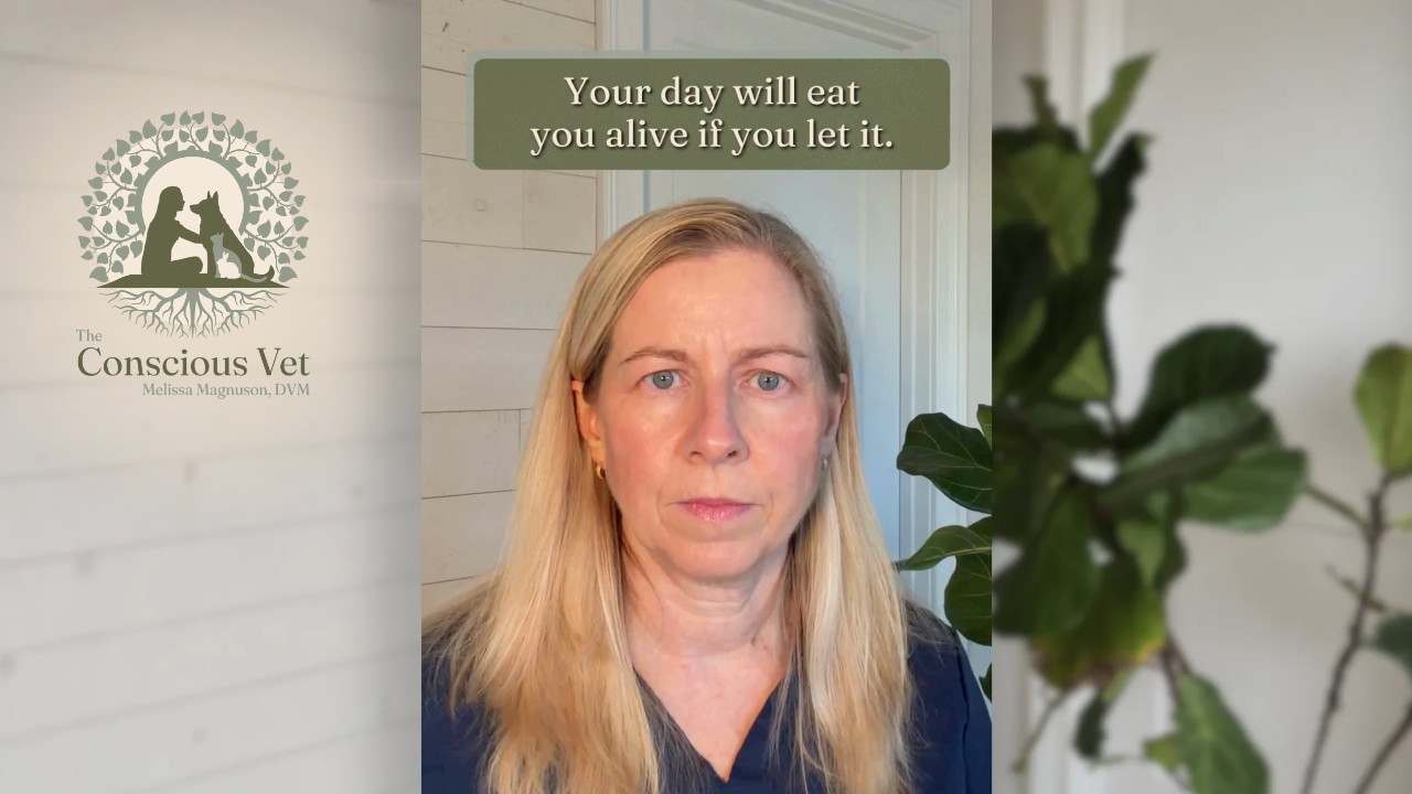 Vet Pro, Clinical Decision Making, Appointment Structure, Vet Wellness