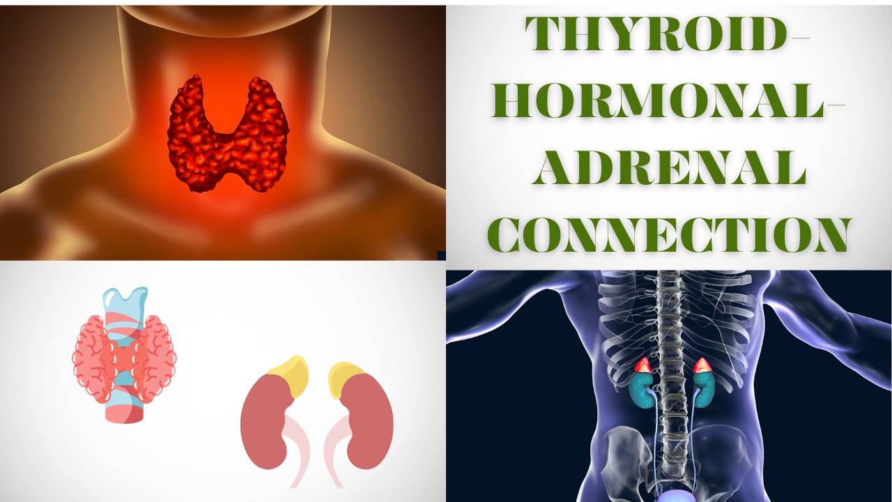 The connection between ThyroidHormones and Adrenal Glands