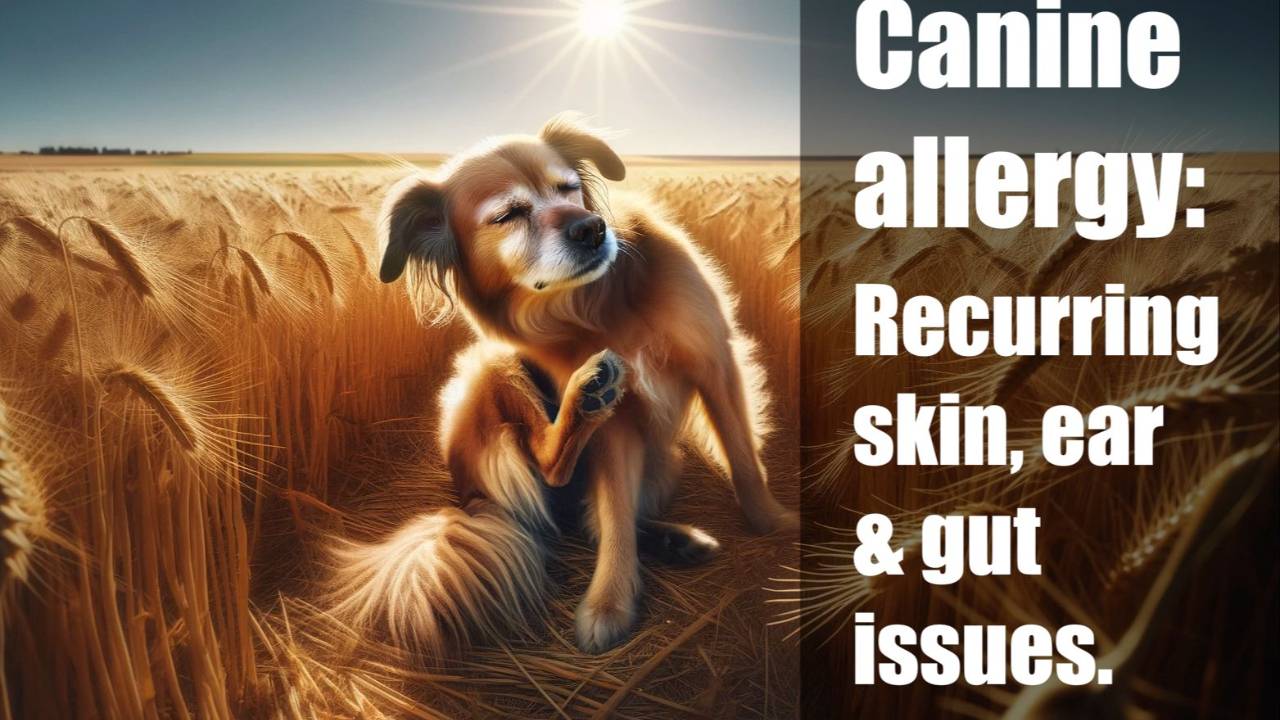 View of Canine Allergies