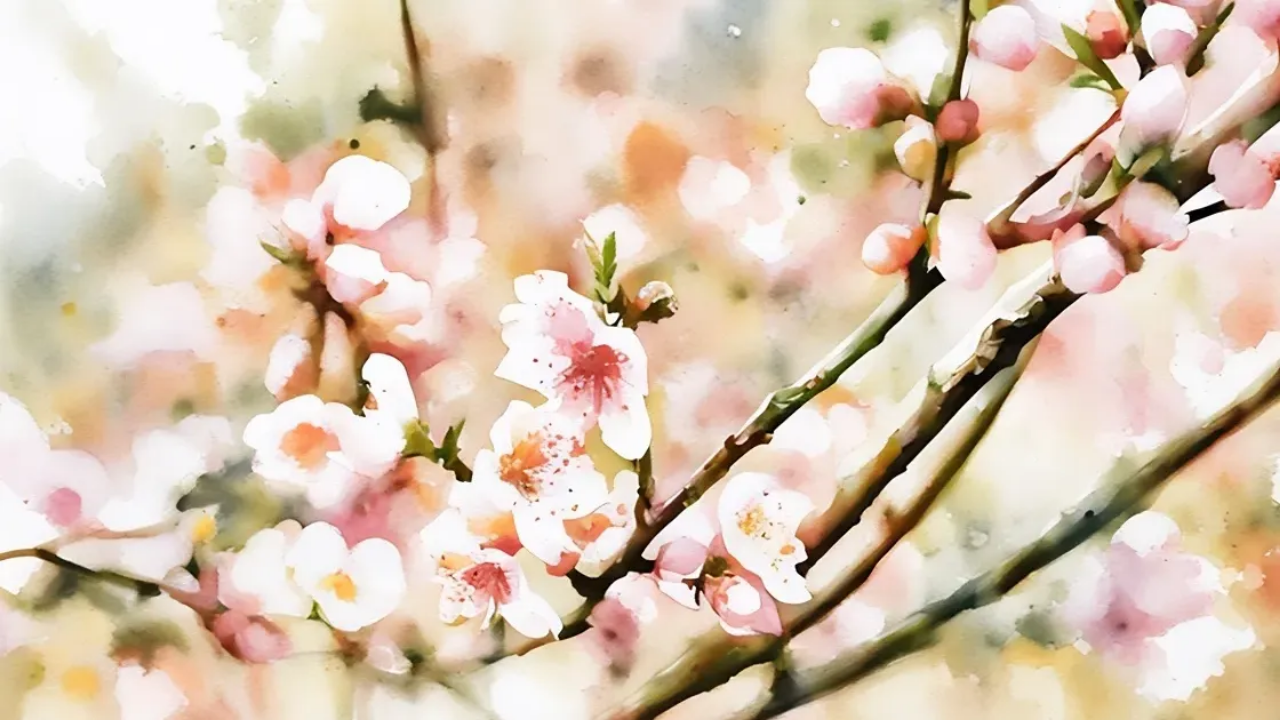 Close up of cherry blossom flowers