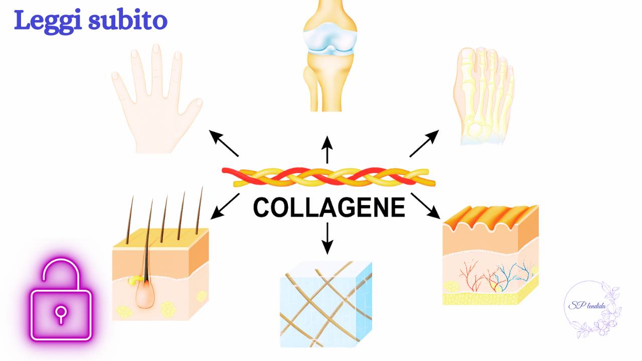 Collagenea Fisiologia | Collagene e menopausa