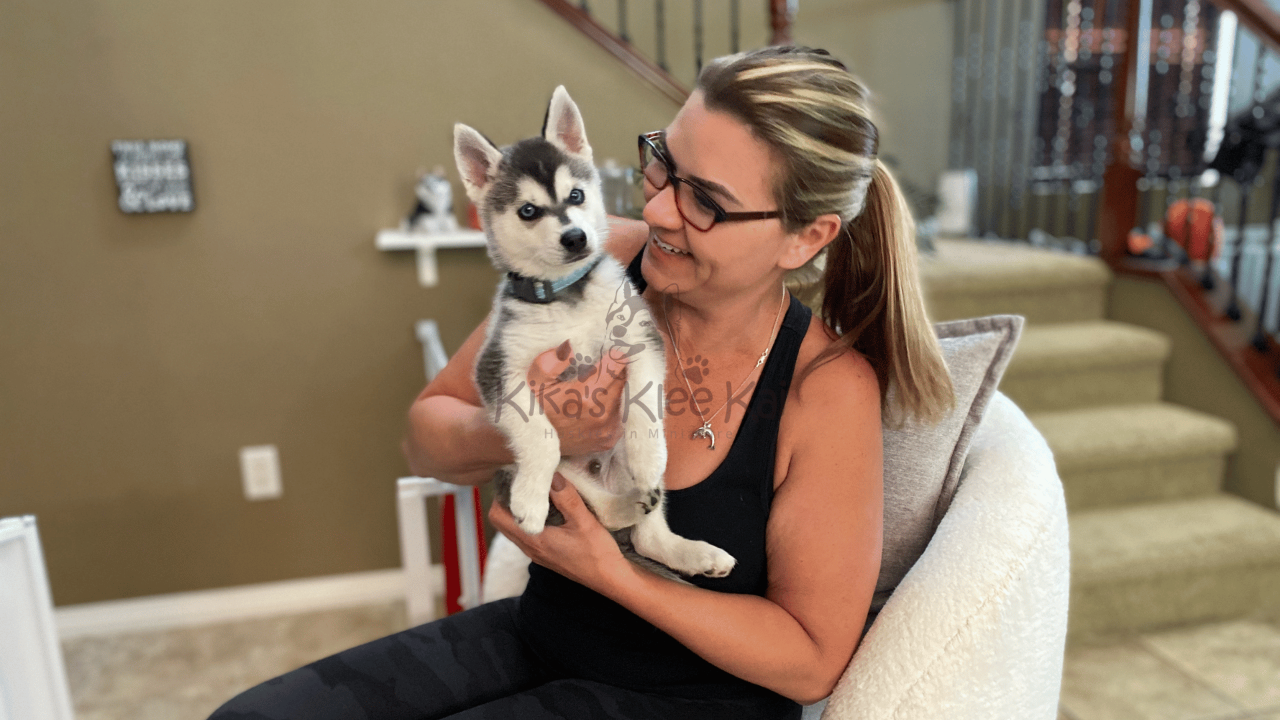 Alaskan Klee Kai Puppies: Your Ultimate Guide from Southern California’s Trusted Breeder