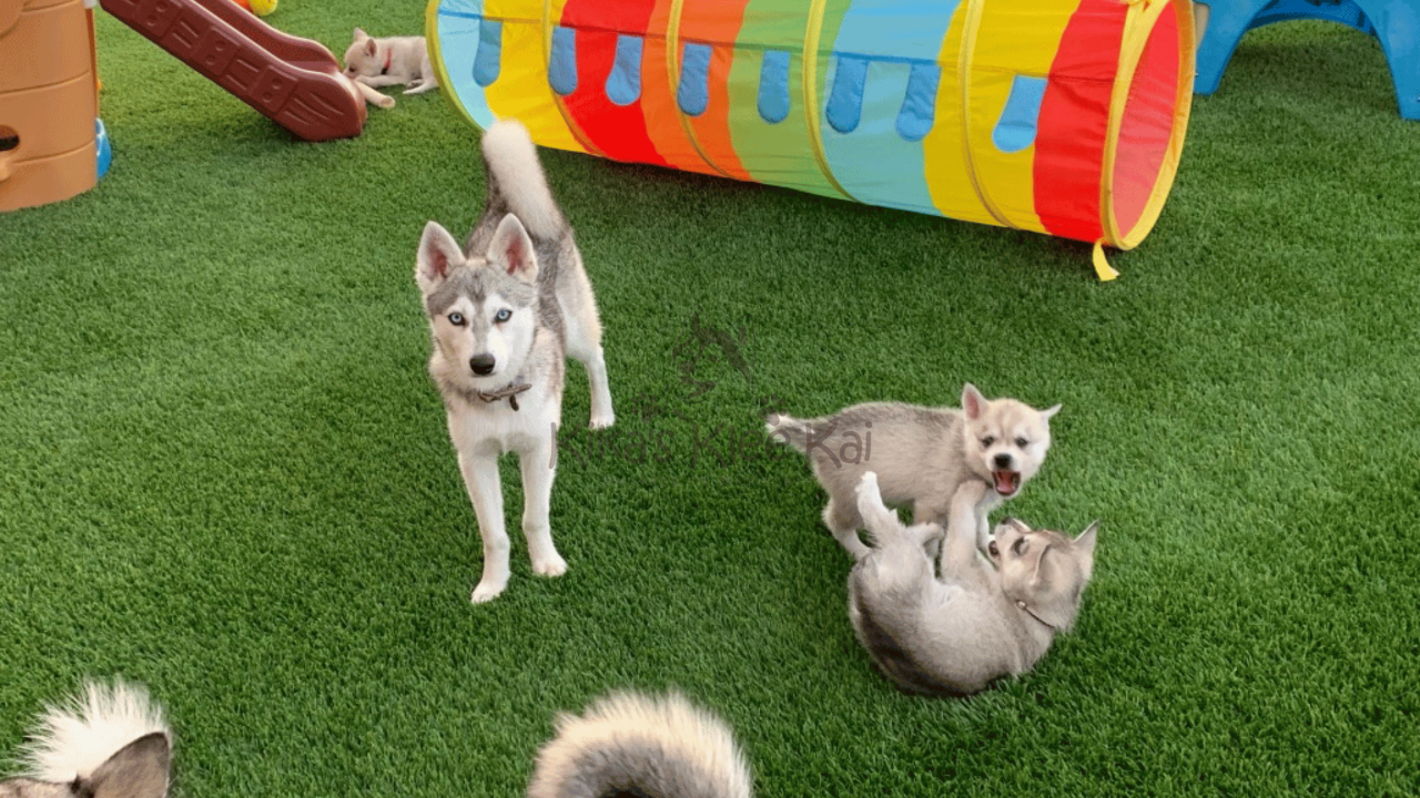Behind the Scenes at Kika’s Klee Kai