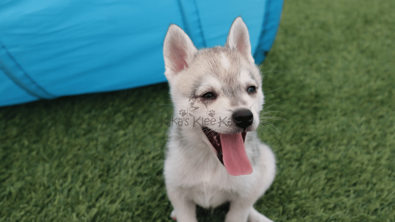 How to Train Your Alaskan Klee Kai Puppy to Sit Quickly