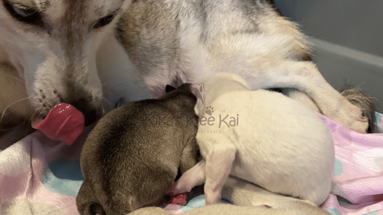 Alaskan Klee Kai - Momma Dog Needs A Break!