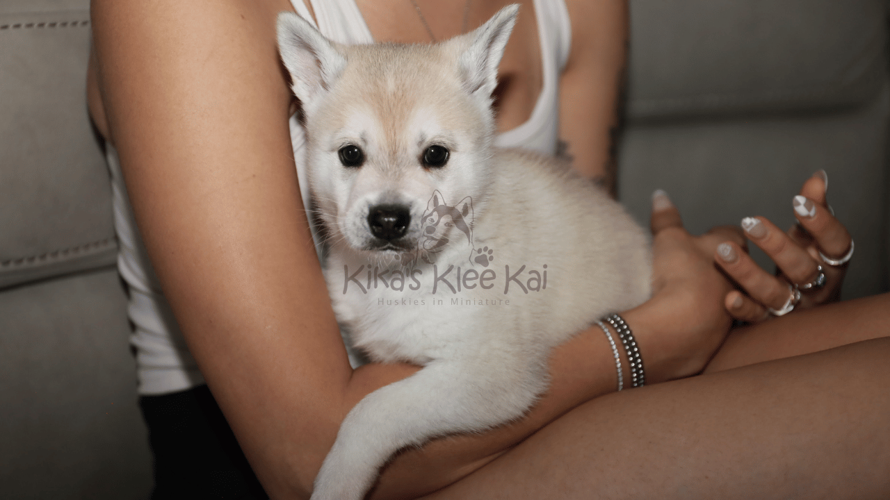 Socializing an Alaskan Klee Ka