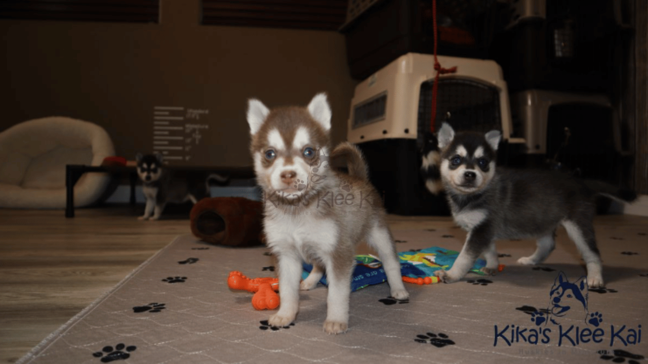 Pomsky vs. Alaskan Klee Kai: Which Mini Husky Is Right for You?