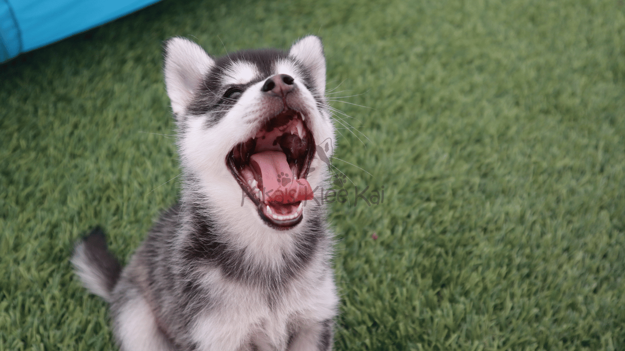 Klee Kai Howling