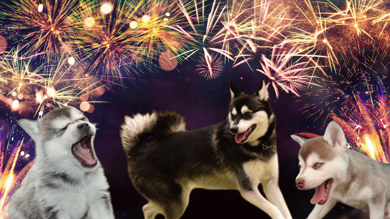How to Prepare Your Alaskan Klee Kai for Fireworks Season
