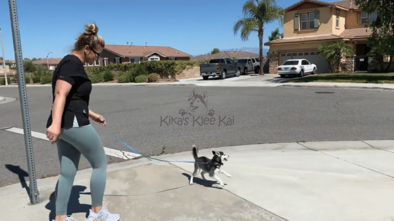 Collar or Harness: Which Is Better for Your Alaskan Klee Kai?