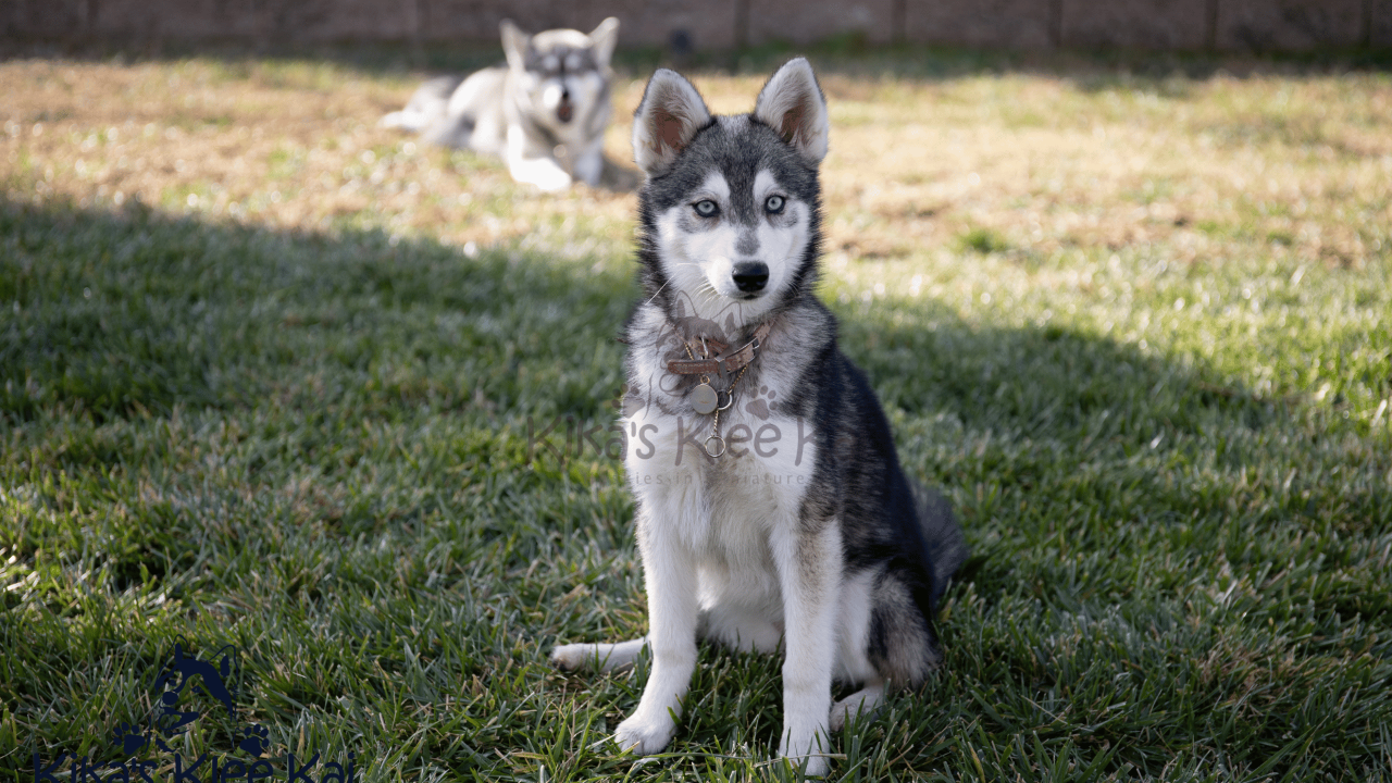Alaskan Klee Kai vs. Husky: A  Breathtaking Comparison
