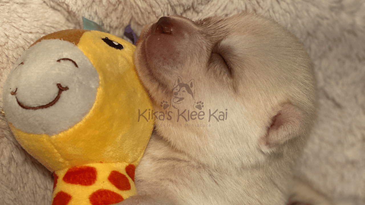 Newborn Alaskan Klee Kai Puppies: What Happens in the First Days