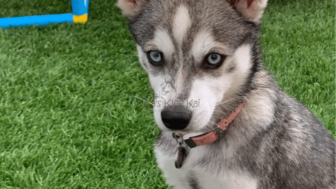 How to Get Your New Alaskan Klee Kai Puppy on a Schedule 