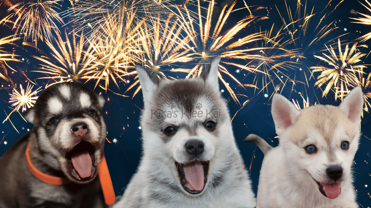 How to Desensitize Your Dog to Fireworks Noise: A Step-by-Step Guide 