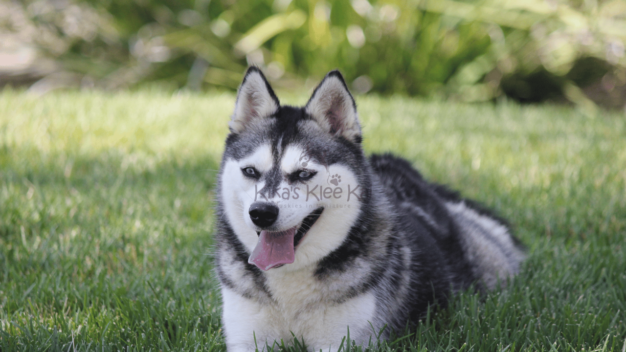 How to Reduce the Risk of Bloat in Your Alaskan Klee Kai