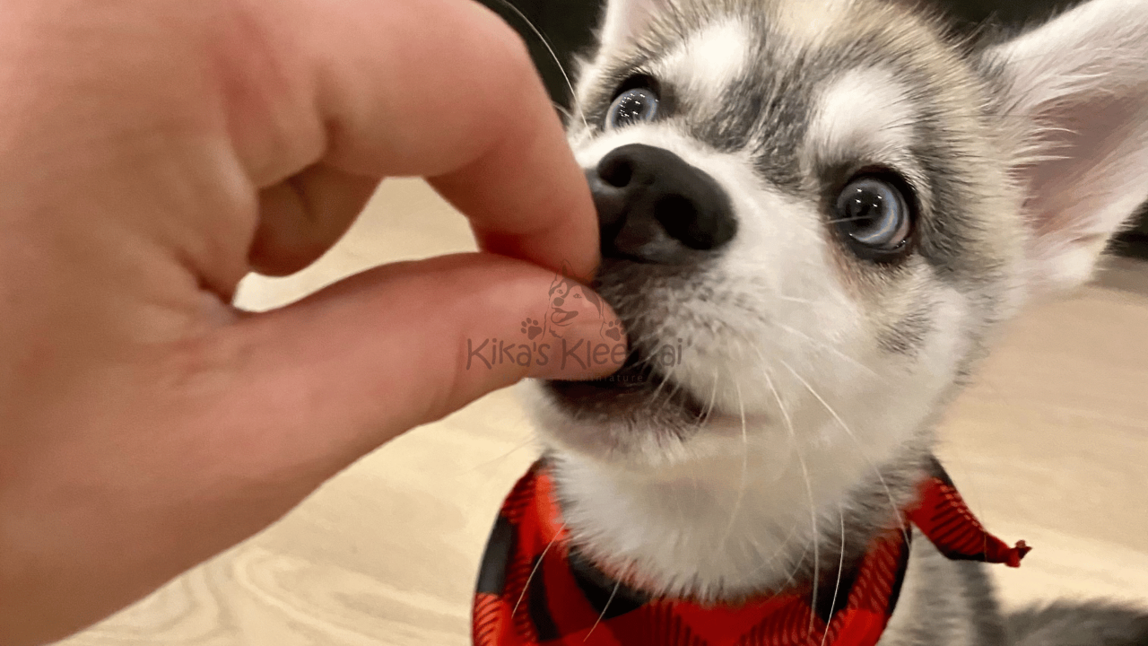 The Truth About Puppy Biting: How to Stop It Fast 