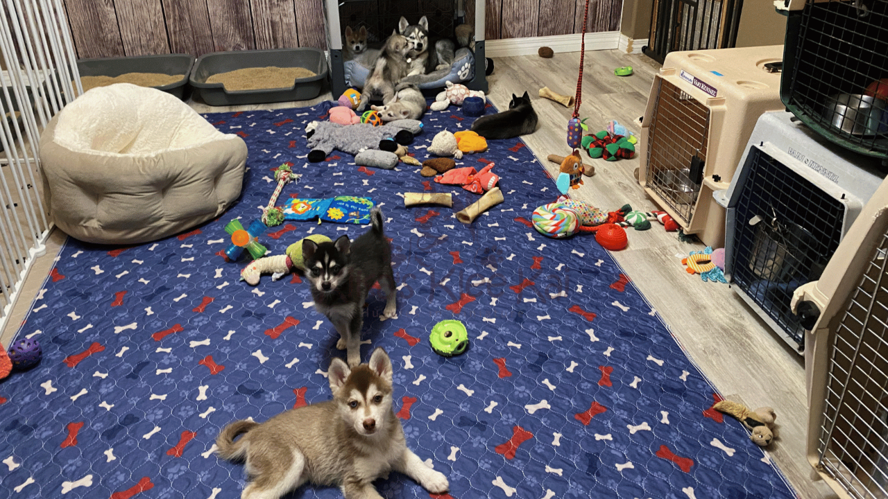 Alaskan Klee Kai: Puppy Playtime! 
