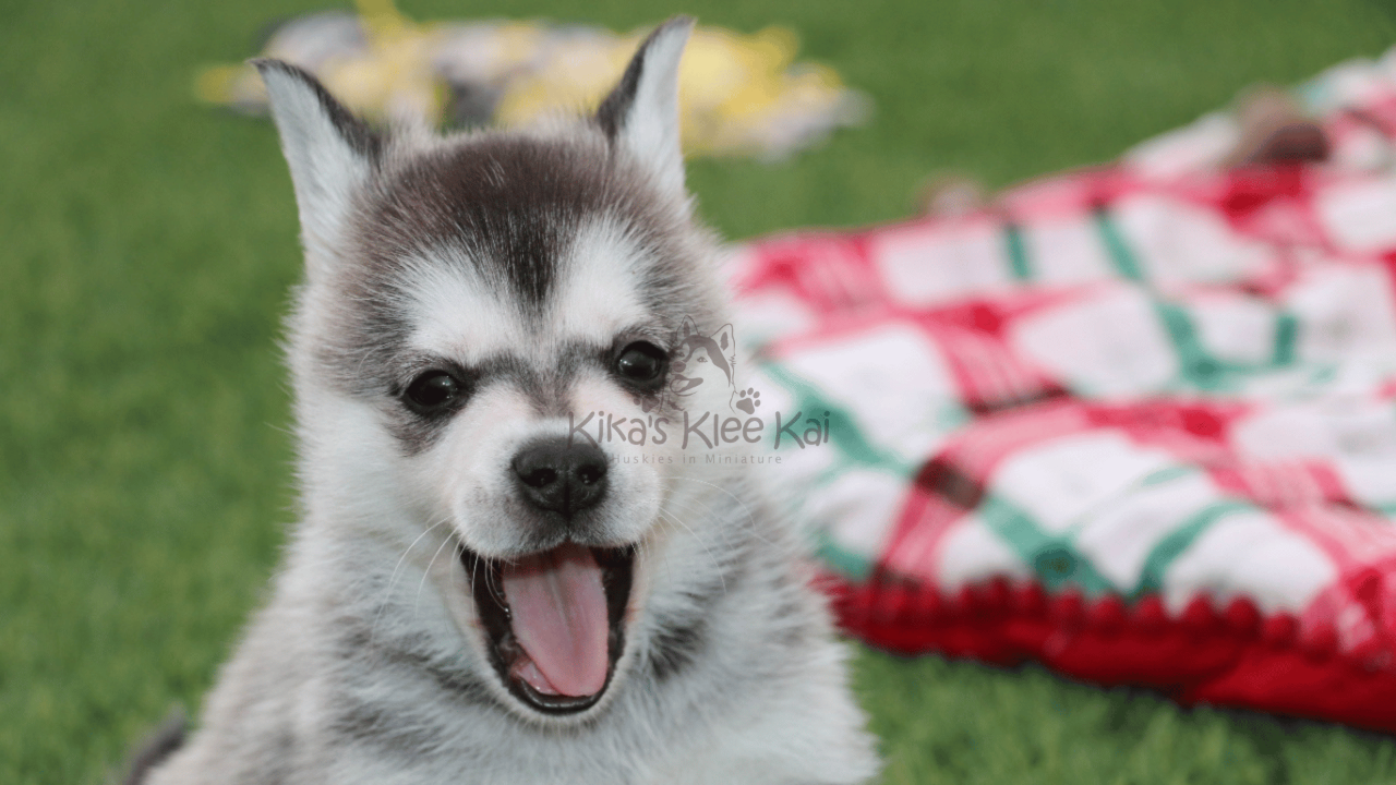 Do Alaskan Klee Kai Bark a Lot? Noise Levels Explained