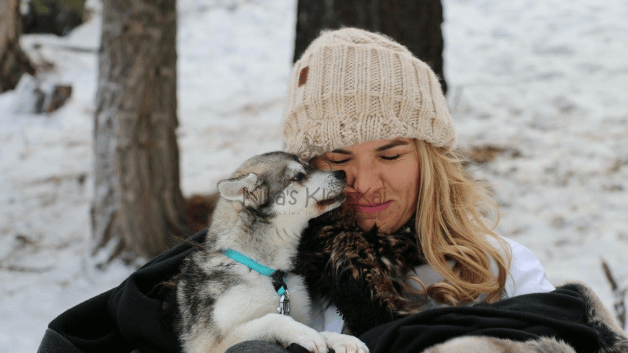 Alaskan Klee Kai Breeder in Southern California