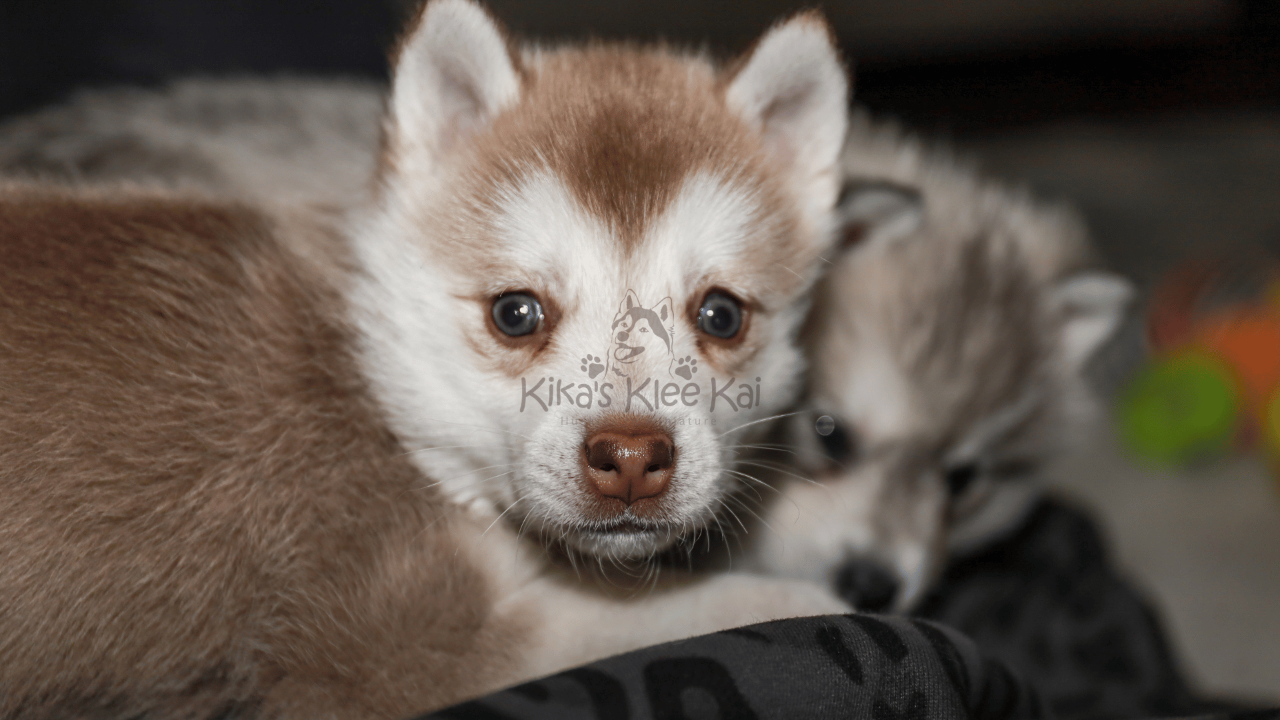 How Much Does an Alaskan Klee Kai Cost? A Complete Guide