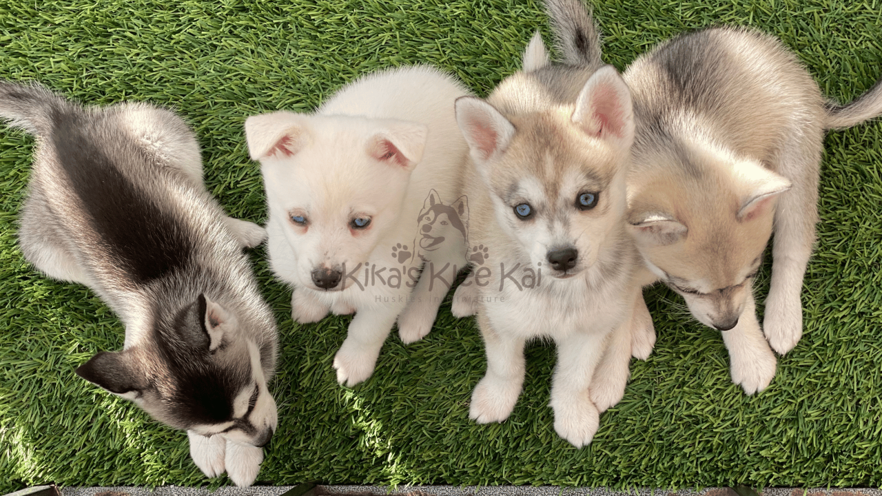 What Do Alaskan Klee Kai Puppies Look Like? Your Guide to This Miniature Husky Breed