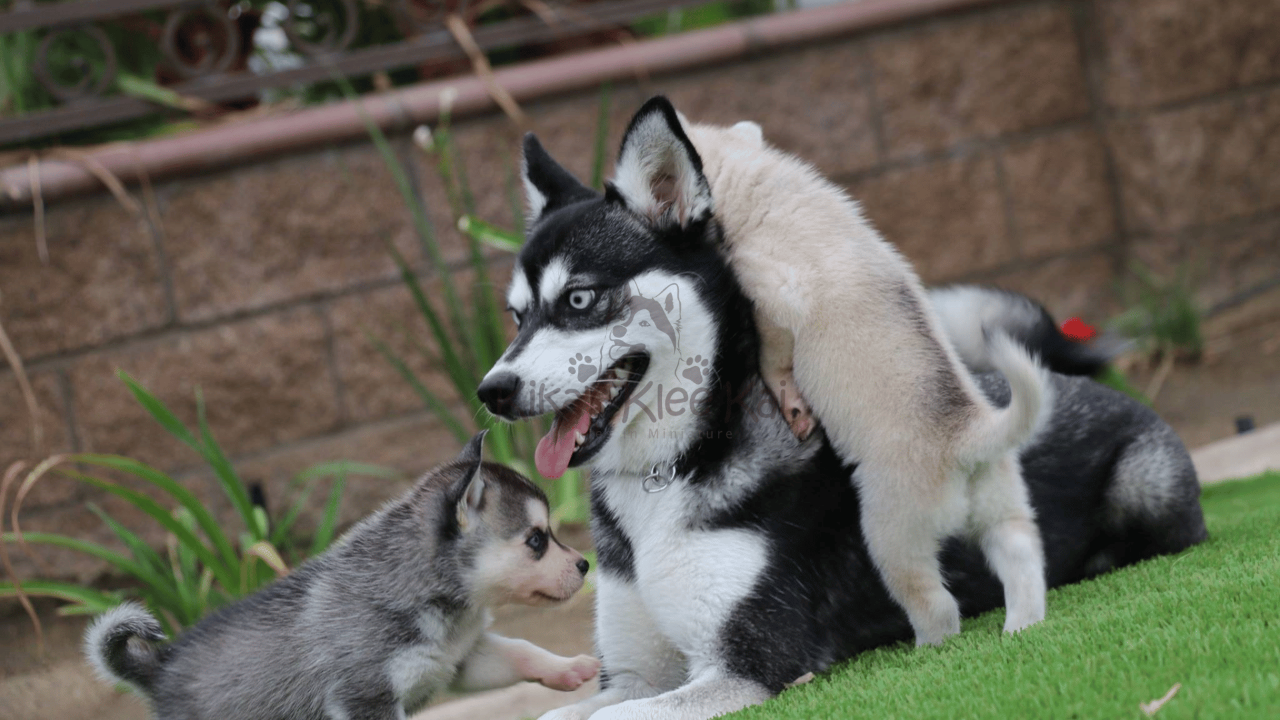Alaskan Klee Kai - Mini Husky: A Glimpse into a Day at Kika’s Klee Kai