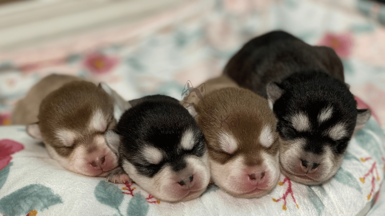 Alaskan Klee Kai Puppies: Unveiling Their Beautiful Coat Colors