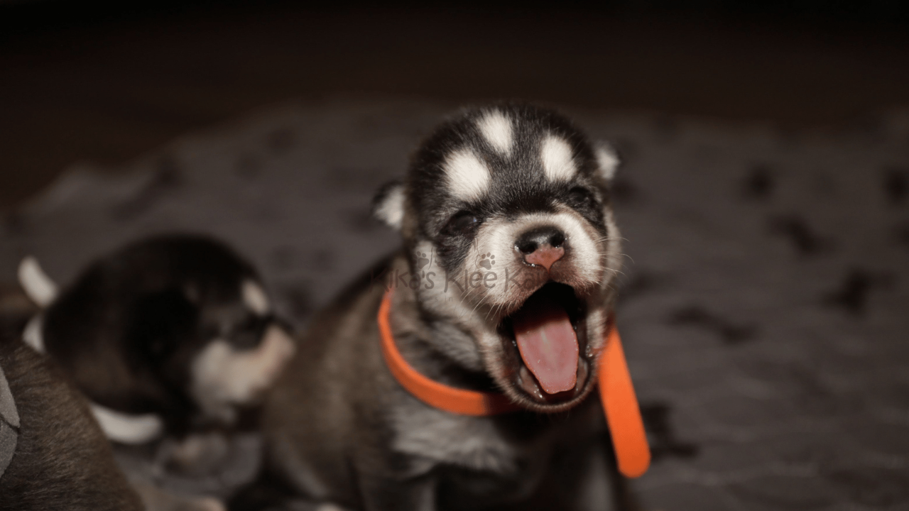 New Puppy Mistakes to Avoid When Raising an Alaskan Klee Kai
