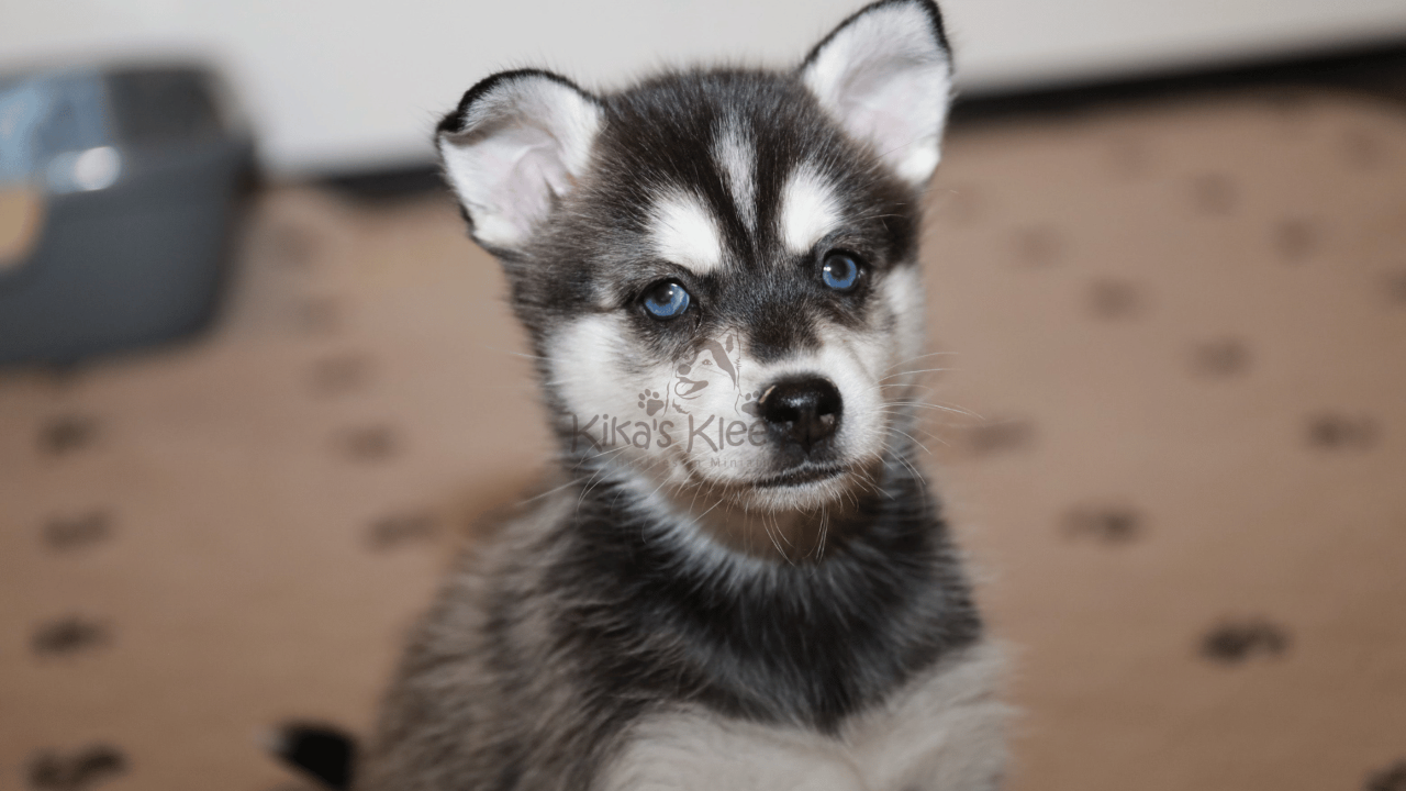 Picking Up Your New Alaskan Klee Kai Puppy: What to Expect