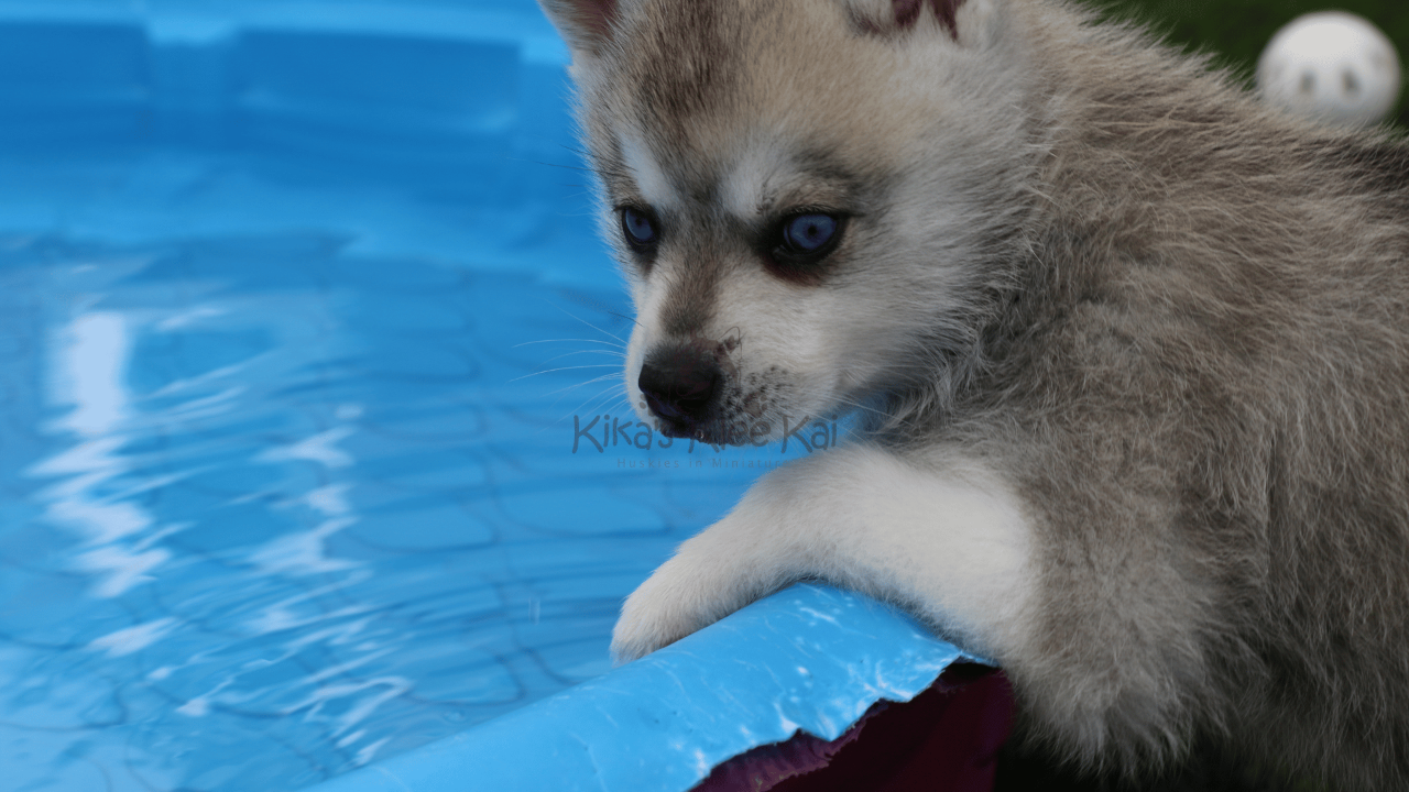 How Often Should You Bathe Your Alaskan Klee Kai?