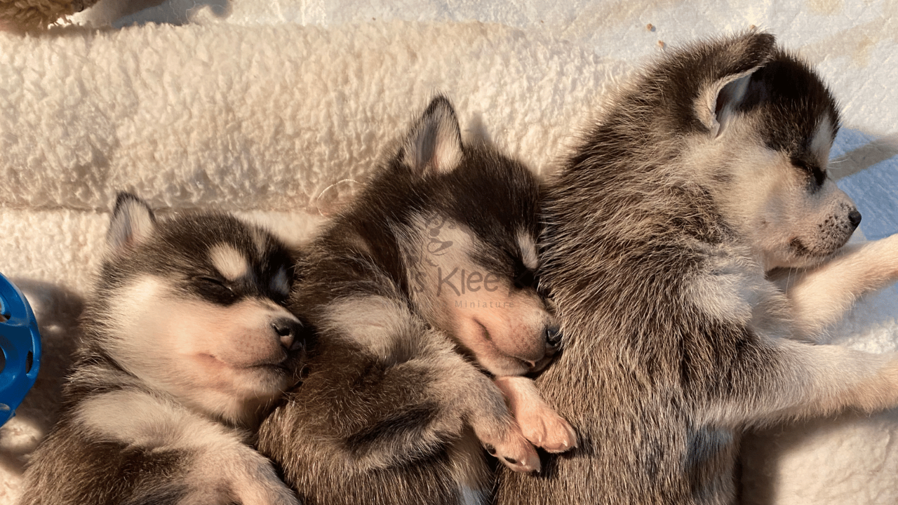 Alaskan Klee Kai: The Marvelous Milestones of Four-Week-Old Puppies