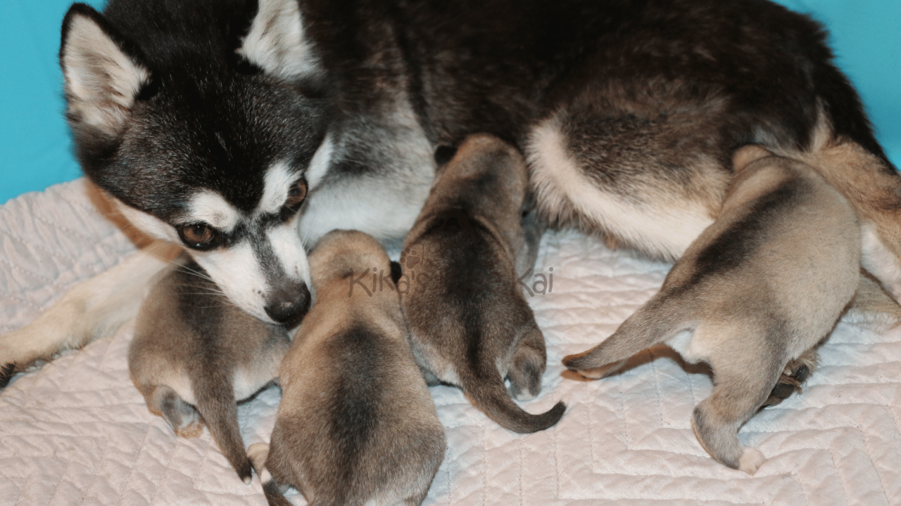 Alaskan Klee Kai Dog Giving Birth: What to Expect