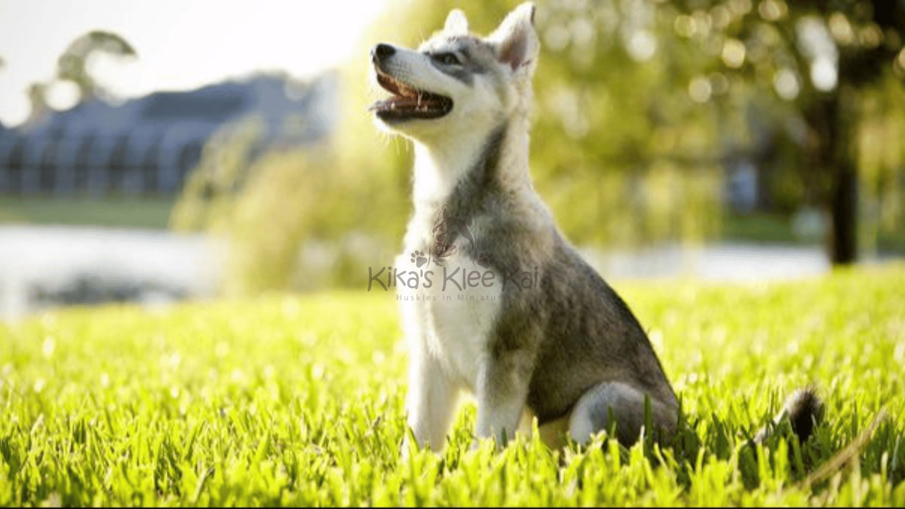 How to Build and Stick to a New Puppy Routine