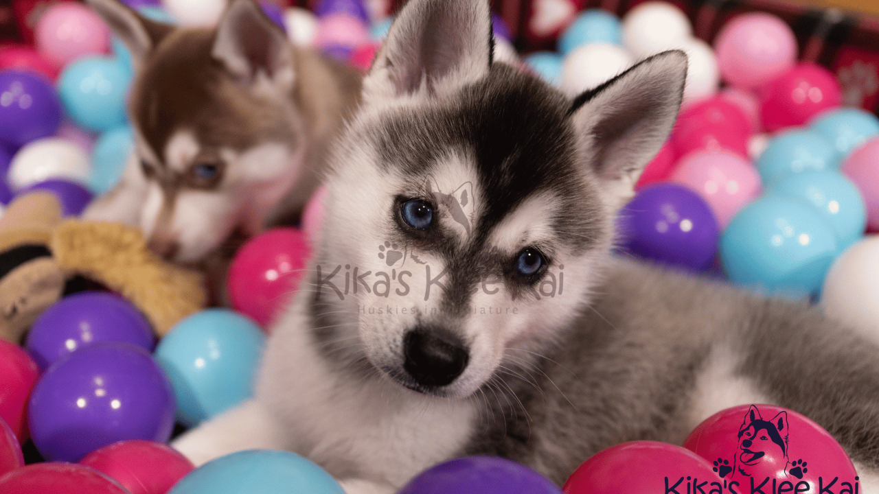 Puppy Time Is Play Time! Energetic Klee Kai Puppies