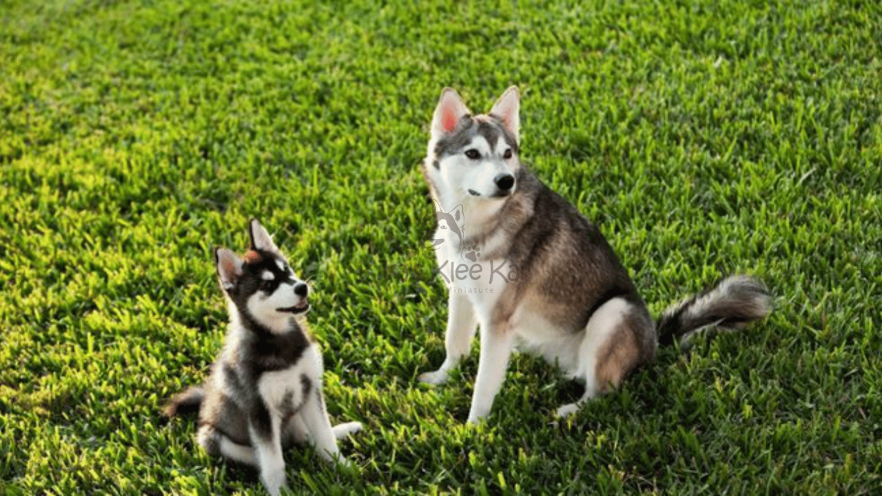 Are Alaskan Klee Kai Purebred? Breed Facts Explained